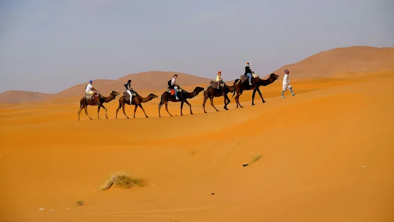 A camel caravan crossing dunes near Merzouga